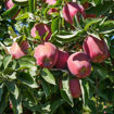 Red Delicious Apple