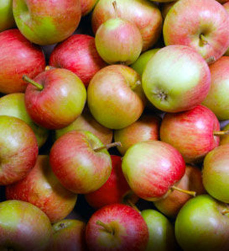 Stayman Winesap Apple