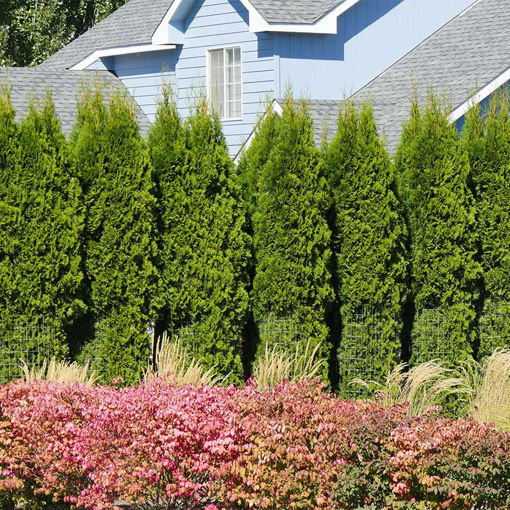 American Arborvitae evergreen