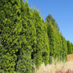 American Arborvitae - Thuja occidentalis