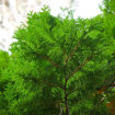 American Arborvitae - Thuja occidentalis