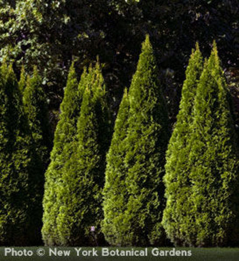 Emerald Arborvitae - Thuja occidentalis "Emerald"