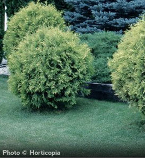 Golden Globe Arborvitae evergreen