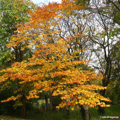 American Beech - Fagus grandifolia