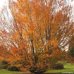 American Beech - Fagus grandifolia - fall color