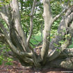 American Beech - Fagus grandifolia - bark