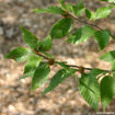 American Beech - Fagus grandifolia - leaves