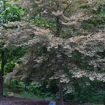 European Beech - Fagus sylvatica