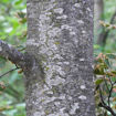 European Beech - Fagus sylvatica