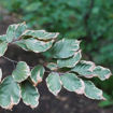 European Beech - Fagus sylvatica