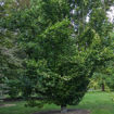 European Beech - Fagus sylvatica