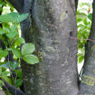 European Beech - Fagus sylvatica