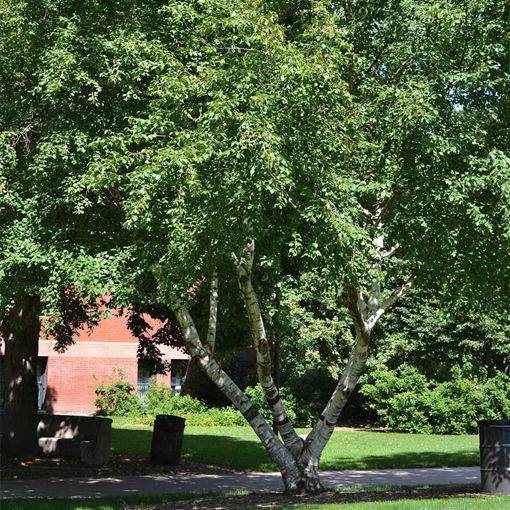 Paper Birch - Betula papyrifera