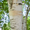 Paper Birch