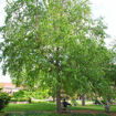 River Birch - Betula nigra