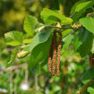 River Birch