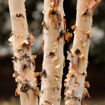 River Birch