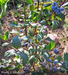 Rubel Blueberry - Vaccinium corymbosum "Rubel"