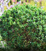 Common Boxwood - Buxus sempervirens