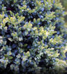 Common Boxwood - Buxus sempervirens