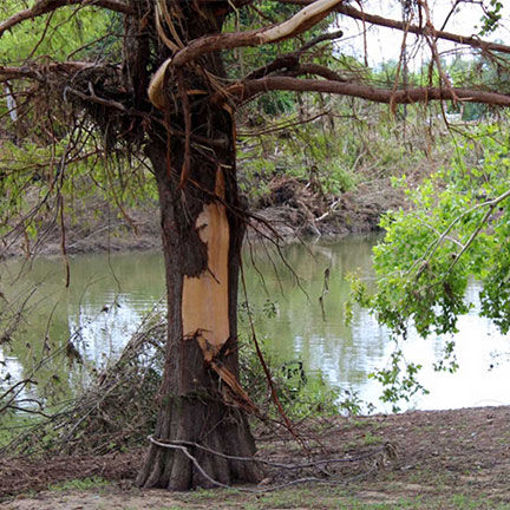 Texas Flooding Tree Recovery