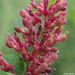 Red Buckeye