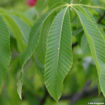 Red Buckeye