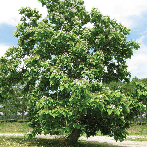 Northern Catalpa - Catalpa speciosa