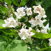 Northern Catalpa