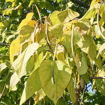 Northern Catalpa