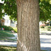 Northern Catalpa