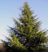 Deodar Cedar - Cedrus deodara