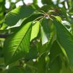 Bing Cherry Prunus avium