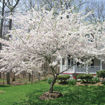 Japanese Flowering Cherry - Prunus x yedoensis