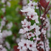 Purpleleaf Sand Cherry