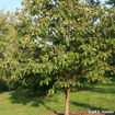 Chinese Chestnut - Castanea mollissima