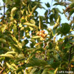 Chinese Chestnut Castanea mollissima