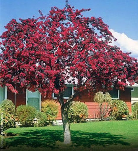 Prairifire Flowering Crabapple - Malus 'Prairifire'