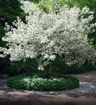 Snowdrift Crabapple - Malus 'Snowdrift'