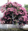 Crapemyrtle (Crape Myrtle) shrub - Lagerstroemia indica