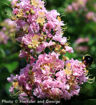 Crapemyrtle (Crape Myrtle) - Lagerstroemia indica