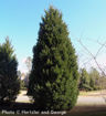 Leyland Cypress evergreen