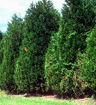 Leyland Cypress - X Cupressocyparis leylandii