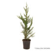 Leyland Cypress