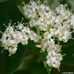 Gray Dogwood shrub - Cornus racemosa