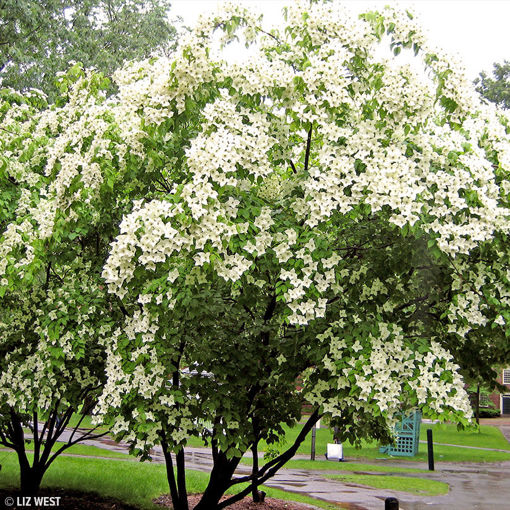 Kousa Dogwood/Japanese Dogwood - Cornus kousa