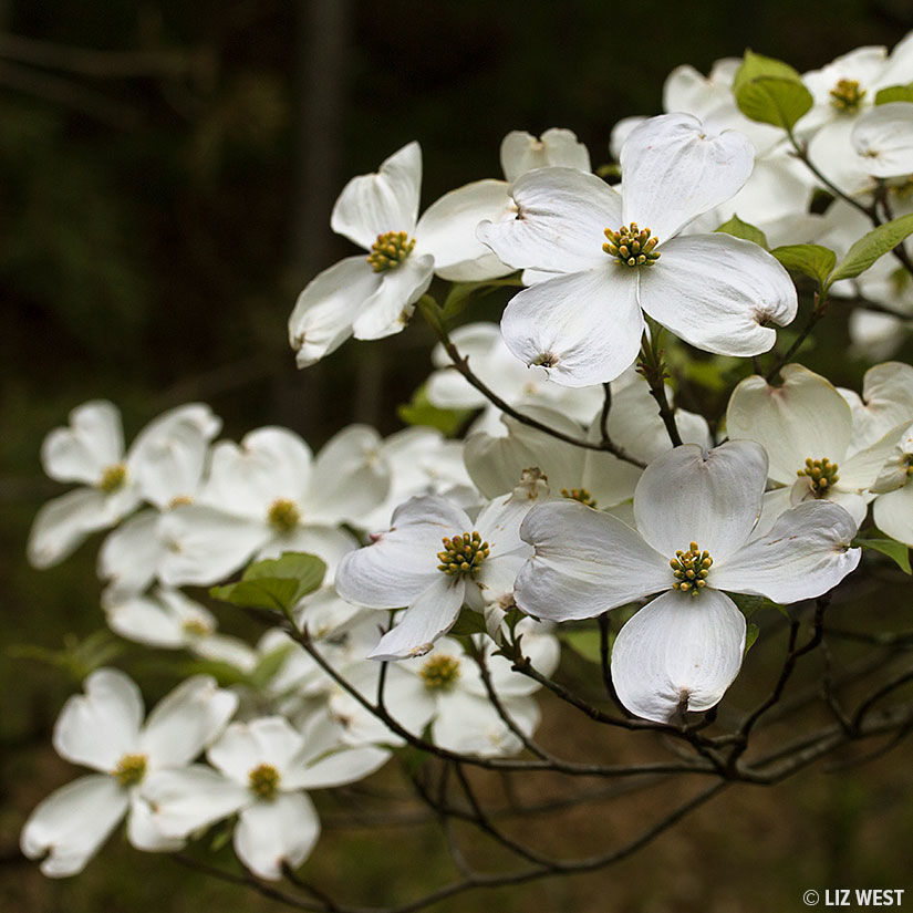 Buy affordable Kousa Dogwood (Japanese Dogwood) trees at our