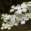 Kousa Dogwood (Japanese Dogwood)