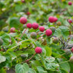 Kousa Dogwood (Japanese Dogwood)