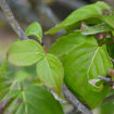 Kousa Dogwood (Japanese Dogwood)